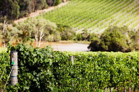 Mornington Peninsula 2-6 Guests With Lunch And Art Walk At Pt Leo Estate - 1 Gold Coast 5