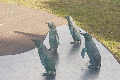 Phillip Island Penguin And Wildlife Tour - Accommodation Gold Coast 14