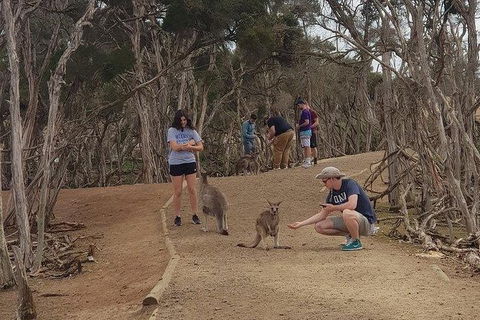 Phillip Island Penguin And Wildlife Tour - Accommodation Gold Coast 34