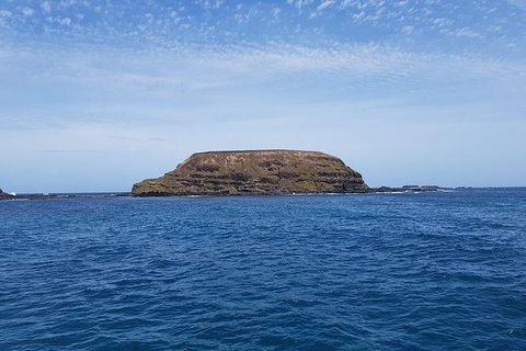 Phillip Island Penguin And Wildlife Tour - Accommodation Gold Coast 17