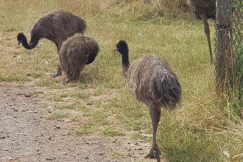 Phillip Island Penguin And Wildlife Tour - Accommodation Gold Coast 32