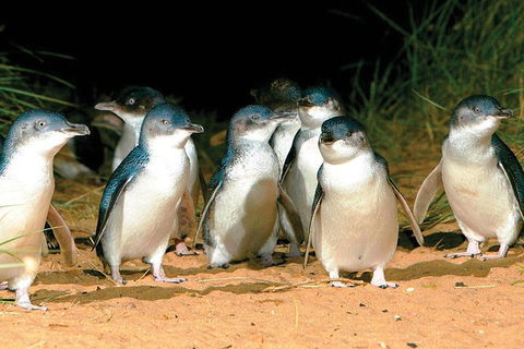 Phillip Island Penguin And Wildlife Tour - Accommodation Gold Coast 0