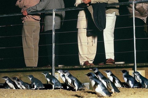 Phillip Island Penguin And Wildlife Tour - Accommodation Gold Coast 20