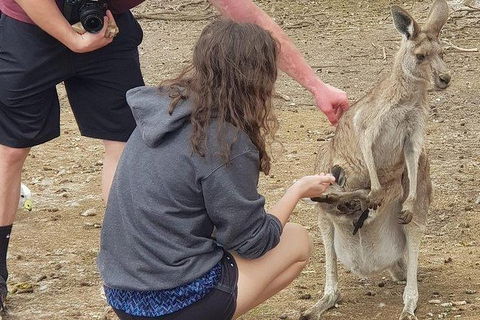 Phillip Island Penguin And Wildlife Tour - Accommodation Gold Coast 12