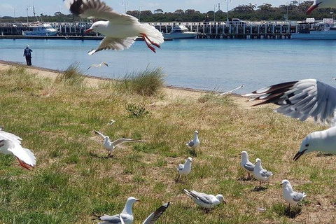 Phillip Island Penguin And Wildlife Tour - Accommodation Gold Coast 1