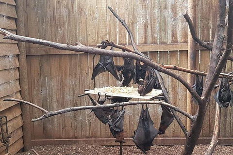 Phillip Island Penguin And Wildlife Tour - Accommodation Gold Coast 31