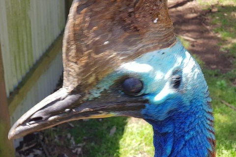 Phillip Island Penguin And Wildlife Tour - Accommodation Gold Coast 19