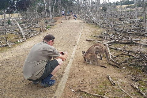 Phillip Island Penguin And Wildlife Tour - Accommodation Gold Coast 30