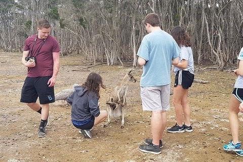 Phillip Island Penguin And Wildlife Tour - Accommodation Gold Coast 3