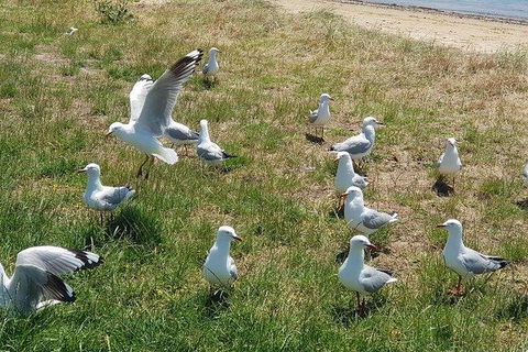Phillip Island Penguin And Wildlife Tour - Accommodation Gold Coast 9