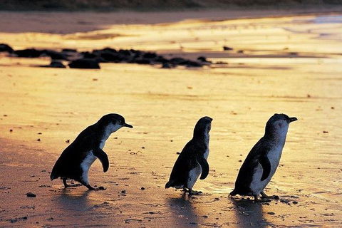 Phillip Island Penguin And Wildlife Tour - Accommodation Gold Coast 13