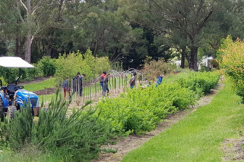 Yarra Valley Wineries And Rayners Orchard Tour From Melbourne - Accommodation Gold Coast 3