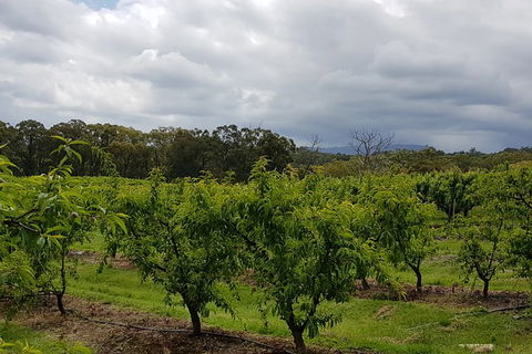 Day Tour Of Yarra Valley Puffing Billy And Rayners Orchard - Accommodation Gold Coast 42