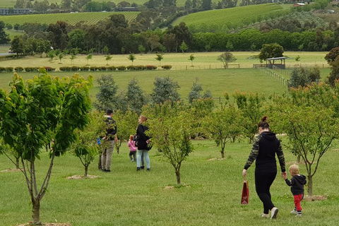 Day Tour Of Yarra Valley Puffing Billy And Rayners Orchard - Accommodation Gold Coast 36