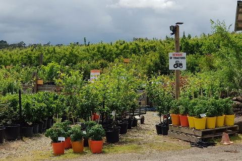 Day Tour Of Yarra Valley Puffing Billy And Rayners Orchard - Accommodation Gold Coast 46