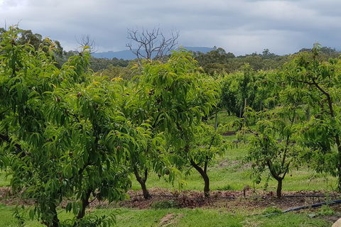 Day Tour Of Yarra Valley Puffing Billy And Rayners Orchard - Accommodation Gold Coast 41