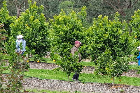 Day Tour Of Yarra Valley Puffing Billy And Rayners Orchard - Accommodation Gold Coast 34