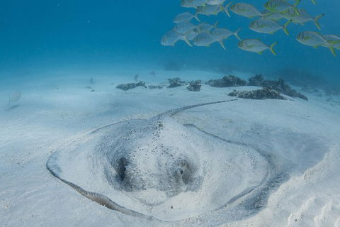 Coral Bay 3-Hour Turtle Ecotour - Accommodation Gold Coast 2