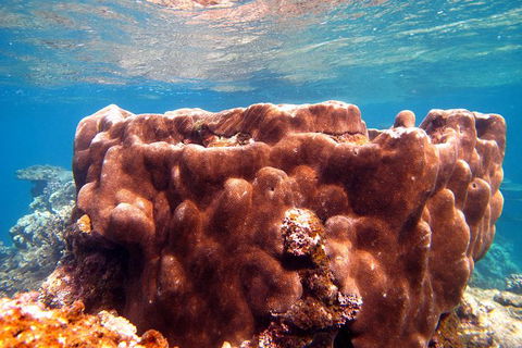 Coral Bay 1-Hour Coral Viewing - Accommodation Gold Coast 5
