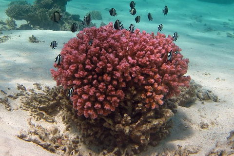 Coral Bay 1-Hour Coral Viewing - Accommodation Gold Coast 2