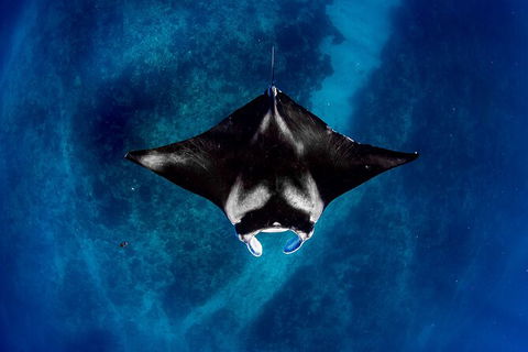 Life On Ningaloo Swimming Tour In Exmouth - 1 Gold Coast 3