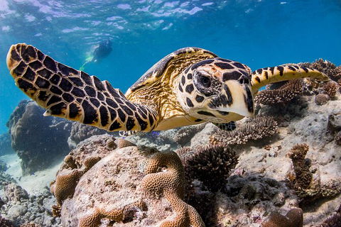 Life On Ningaloo Swimming Tour In Exmouth - 1 Gold Coast 1