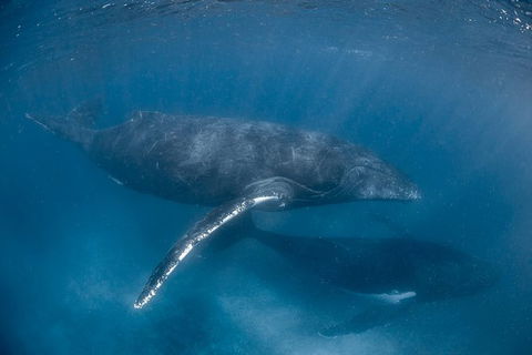 Full-Day Whale Watching Snorkeling And Swimming At Coral Bay - Accommodation Gold Coast 6