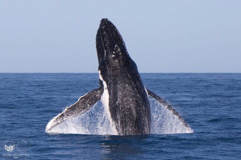 Full-Day Whale Watching Snorkeling And Swimming At Coral Bay - Accommodation Gold Coast 0