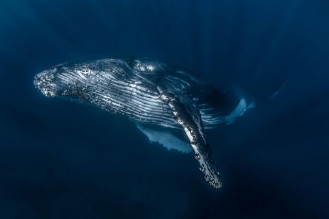 Full-Day Whale Watching Snorkeling And Swimming At Coral Bay - Accommodation Gold Coast 7