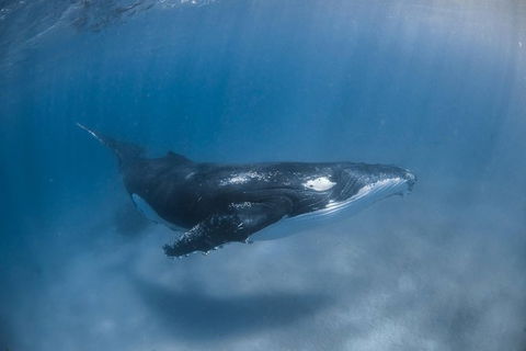 Full-Day Whale Watching Snorkeling And Swimming At Coral Bay - Accommodation Gold Coast 5