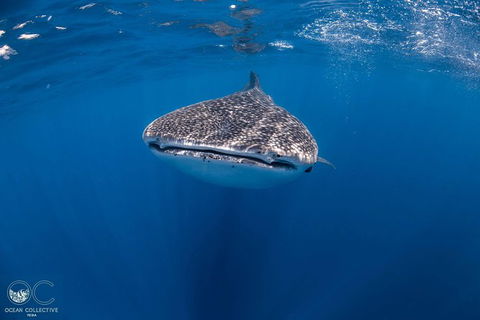 Whale Shark Adventure Tour - Accommodation Gold Coast 1