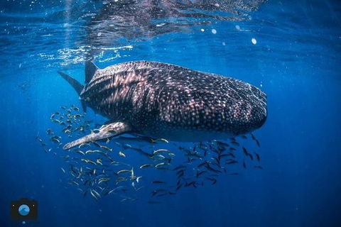 Whale Shark Adventure Tour - Accommodation Gold Coast 2