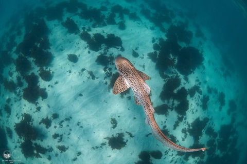 Whale Shark Adventure Tour - Accommodation Gold Coast 3