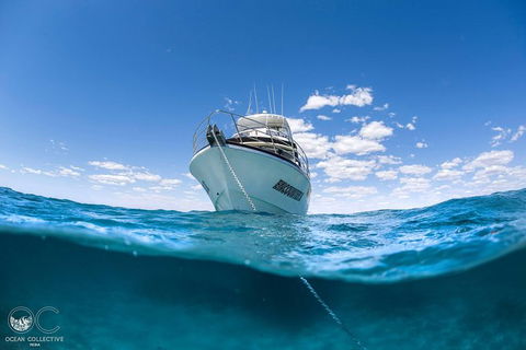 Whale Shark Adventure Tour - Accommodation Gold Coast 10