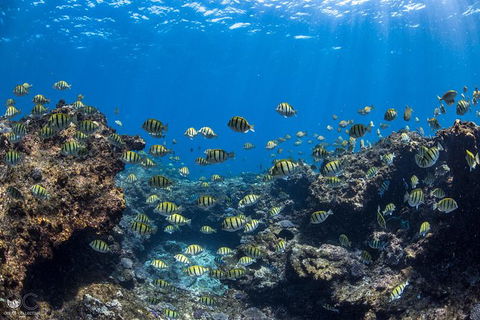 Whale Shark Adventure Tour - Accommodation Gold Coast 5