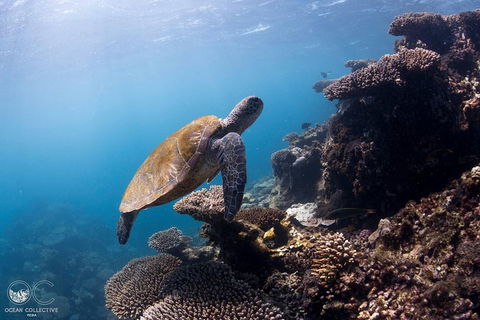 Whale Shark Adventure Tour - Accommodation Gold Coast 4