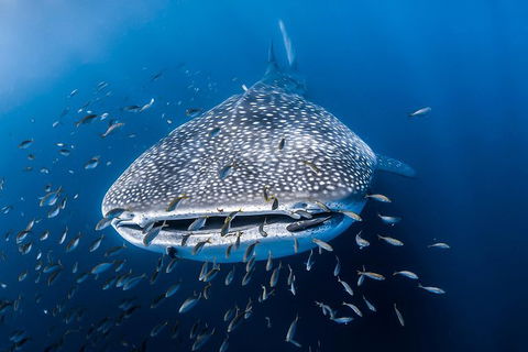 Whale Shark Adventure Tour - Accommodation Gold Coast 8