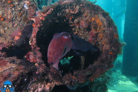 PADI Open Water Course - Accommodation Gold Coast 1