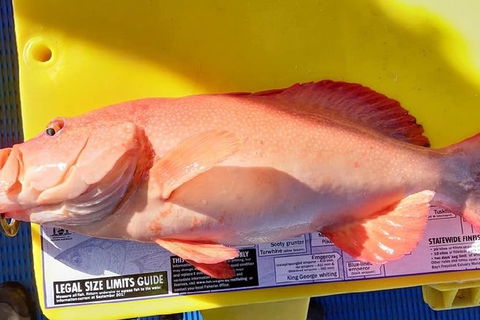 Geraldton Fishing Charter - Accommodation Gold Coast 13