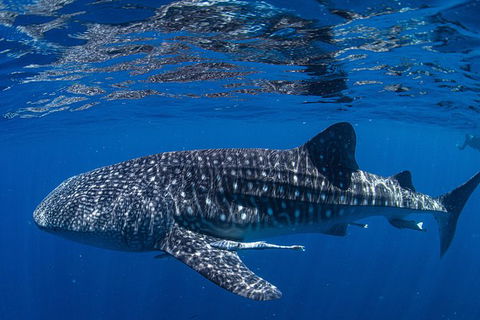 Full-Day Whale Sharks Swimming Experience On Ningaloo Reef - 1 Gold Coast 10