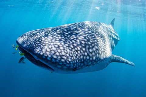 Full-Day Whale Sharks Swimming Experience On Ningaloo Reef - 1 Gold Coast 9