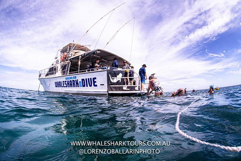 Full-Day Whale Sharks Swimming Experience On Ningaloo Reef - 1 Gold Coast 13