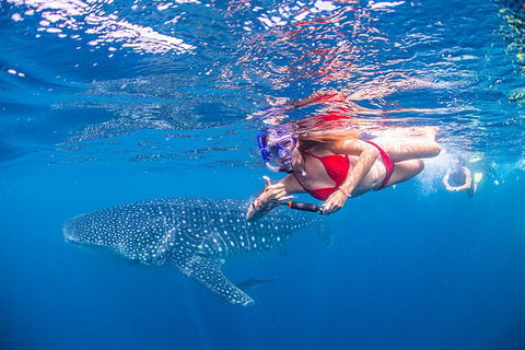 Full-Day Whale Sharks Swimming Experience On Ningaloo Reef - 1 Gold Coast 0