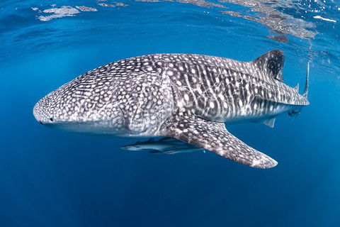 Full-Day Whale Sharks Swimming Experience On Ningaloo Reef - 1 Gold Coast 14