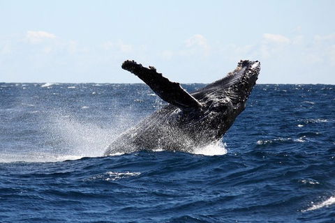 Full-Day Whale Sharks Swimming Experience On Ningaloo Reef - 1 Gold Coast 8
