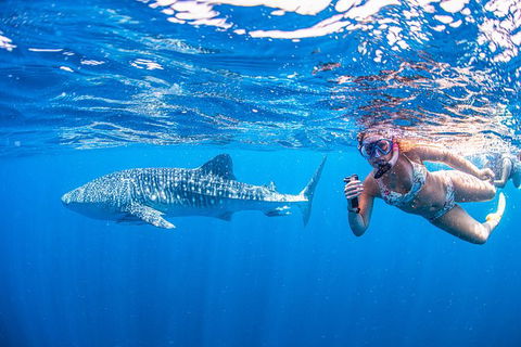 Full-Day Whale Sharks Swimming Experience On Ningaloo Reef - 1 Gold Coast 17