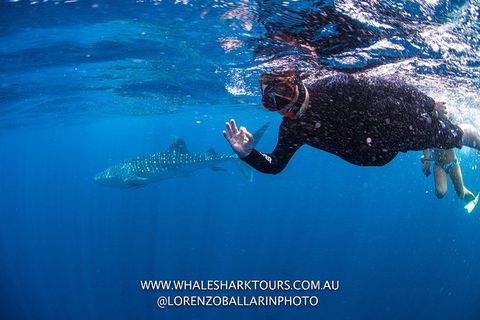 Full-Day Whale Sharks Swimming Experience On Ningaloo Reef - 1 Gold Coast 2