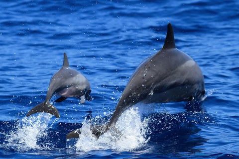 Full-Day Whale Sharks Swimming Experience On Ningaloo Reef - 1 Gold Coast 3