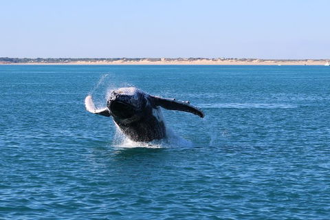 AOC Broome Whale Watching - Accommodation Gold Coast 3