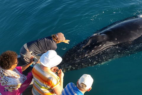AOC Broome Whale Watching - Accommodation Gold Coast 0